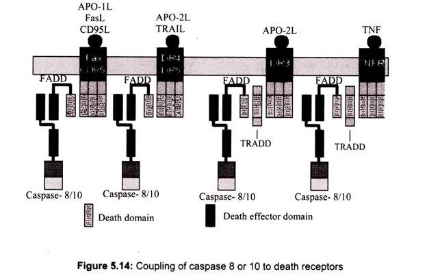 Coupling of Caspase 8 or 10 to Death Receptors
