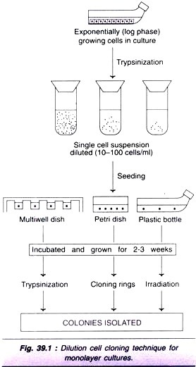 Prokaryotic Cell