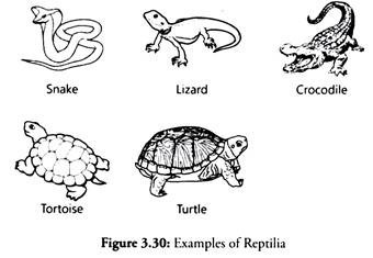 Examples of Reptilia