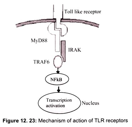 Mechanism of Action of TLR Receptors