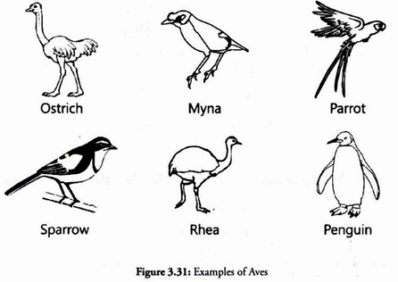 Examples of Aves