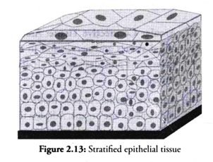 Stratified Epithelial Tissue