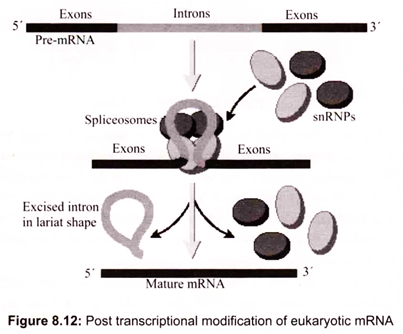 Post Transcriptional Modification of Eukaryotic mRNA