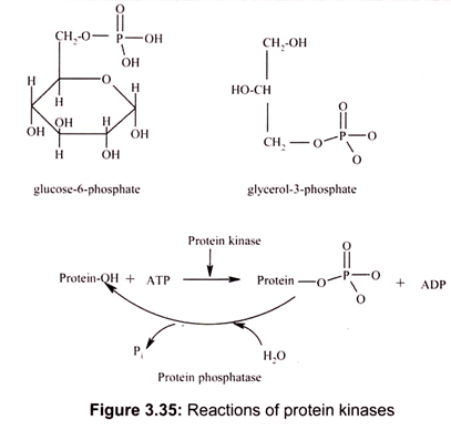 Reactions of Protein Kinases