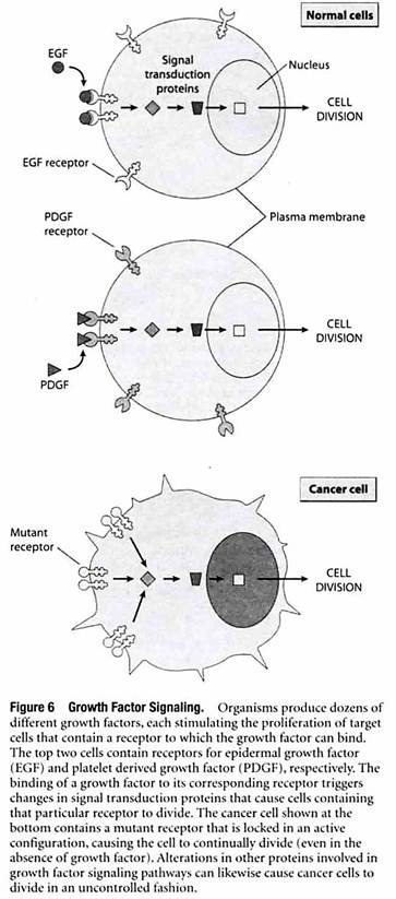 Growth Factor Signalling
