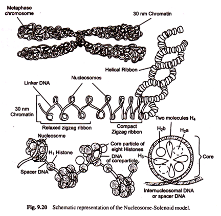 Glucose Permease