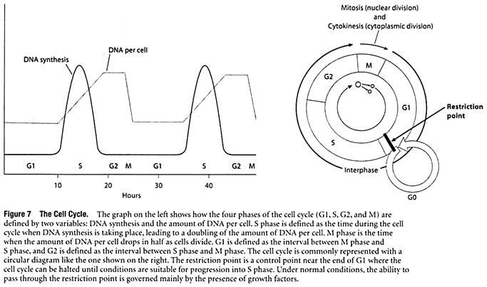 The Cell Cycle