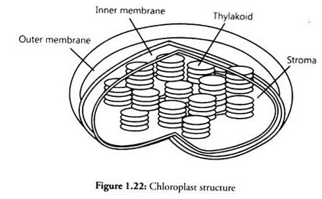 Chloroplast Structure