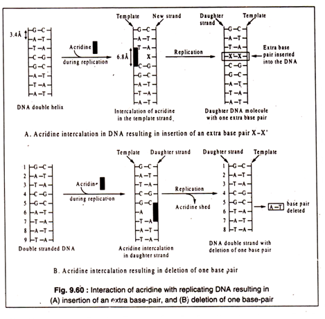 Polygenic or Quantitative Inheritance