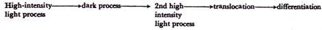 Vitamin B Series and the Coenzymes Forms