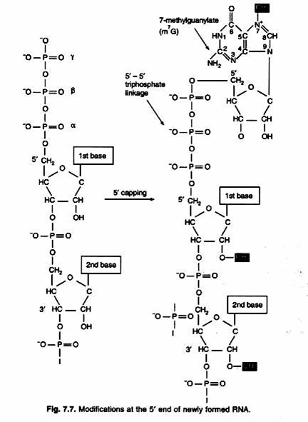 Diagrammatic View of Various Organisms in Kingdom Protista