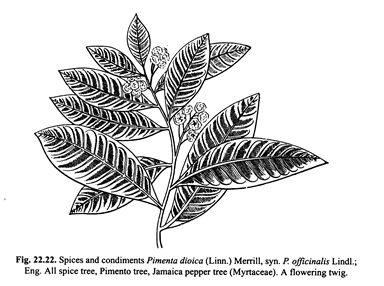 Examples of Gymnosperms