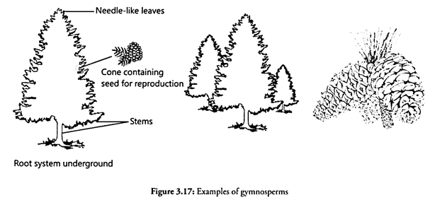 Examples of Gymnosperms