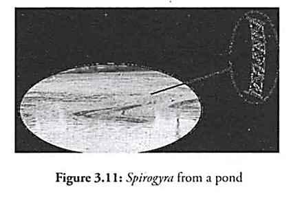 Spirogyra from a Pond
