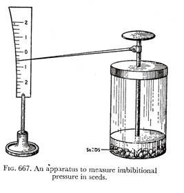 Photosynthesis Process