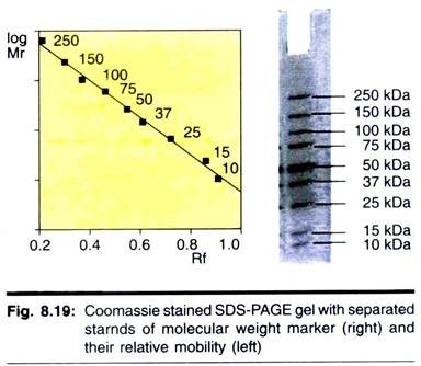 The Dependence of Enzyme Activity upon Substrate Concentration