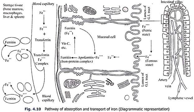 Pathway of Absorption and Transport of Iron