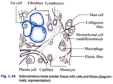 Subcutaneous Loose Areolar Tissue with Cells and Fibres