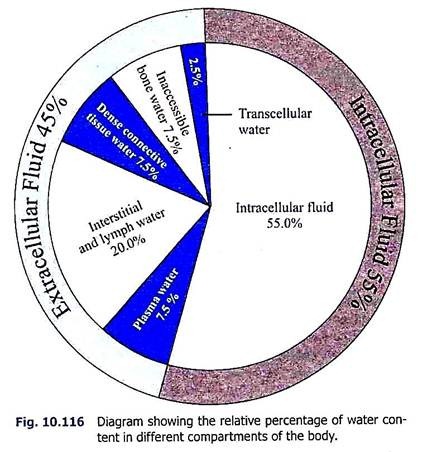 Relative Percentage of Water