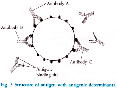 Structure of Antigen with Antigenic Determinants