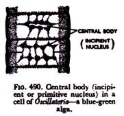 Innervations of the Alimentary Canal