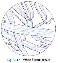 White Fibrous Tissue