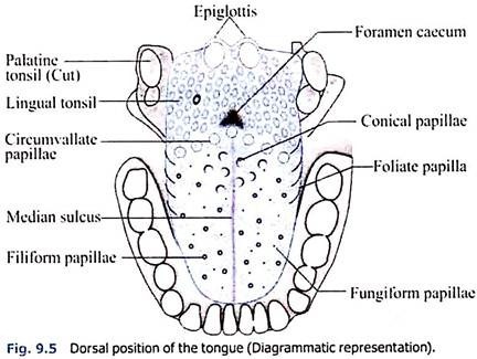 Dorsal Position of the Tongue