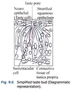 Simplified Taste Bud