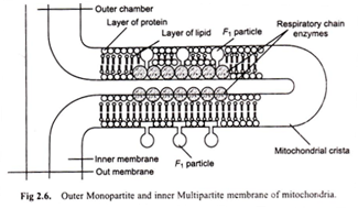 Hormonal Control of Male Sexual Functions