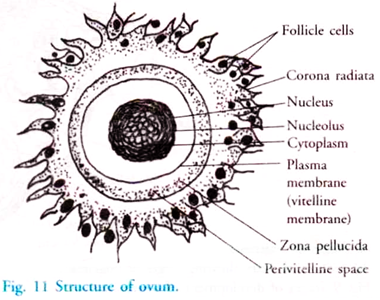 Structure of Ovum