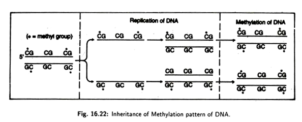 Hormonal Regulation of Follicle and Ovum Regulation