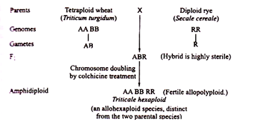 Formation of Blastocyst