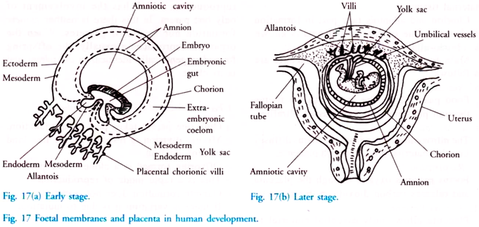 Foetal Membrane and Placenta in Human Development