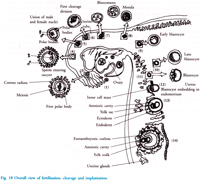Overall View of Fertilization, Cleavage and Implantation