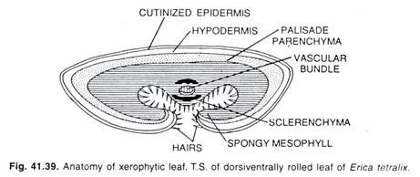 Relative Capability of Different Buffer Systems