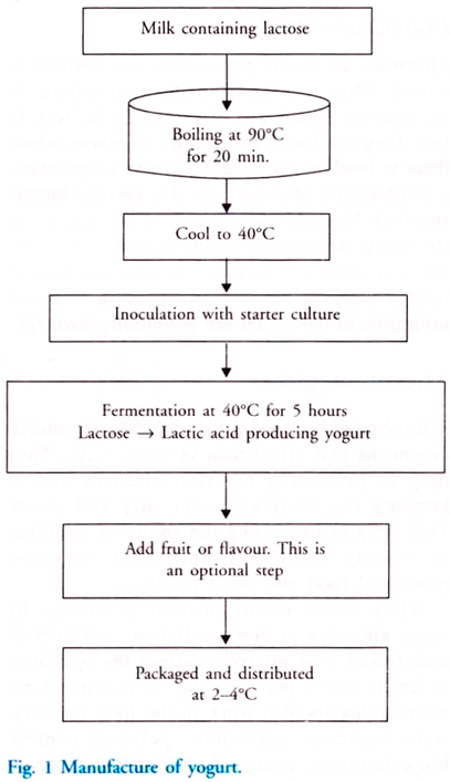 Manufacture of yogurt