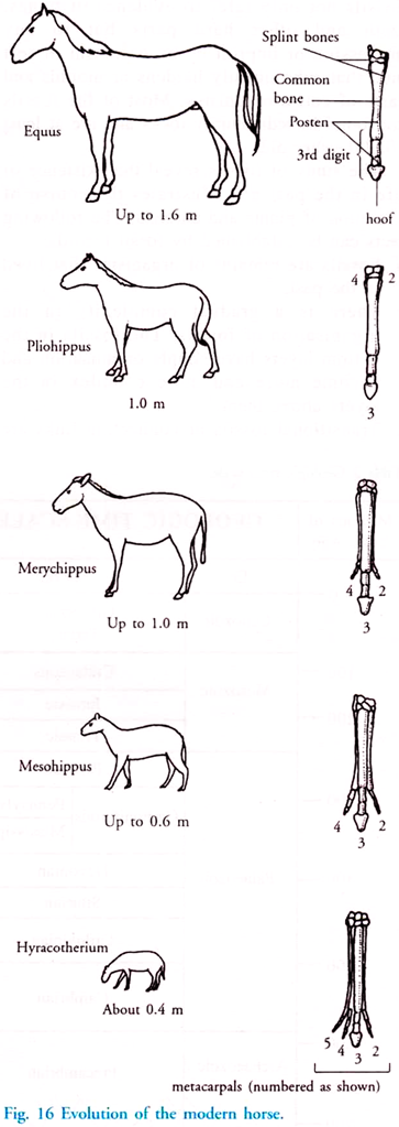 Evolution of the Modern Horse