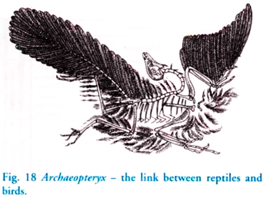 Archaeopteryx