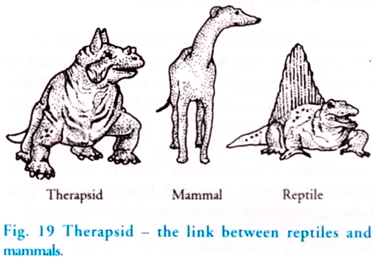 Therapsid