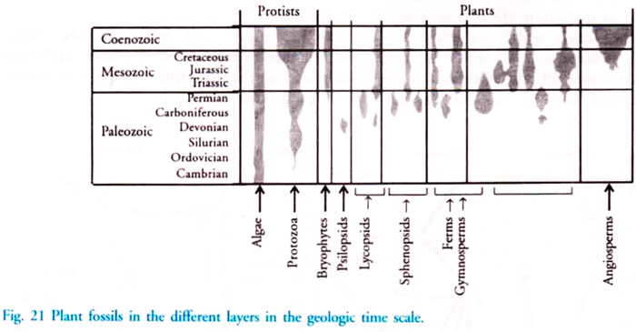 Plant Fossils in the Different Layers