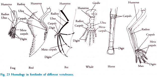 Homology in Forelimbs of Different Vertebrates