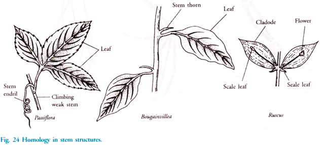 Homology in Stem Structures