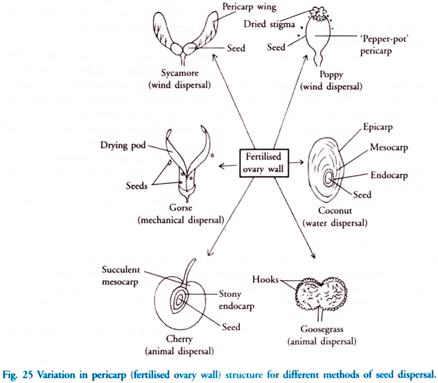 Variation in Pericarp Structure for Different Methods