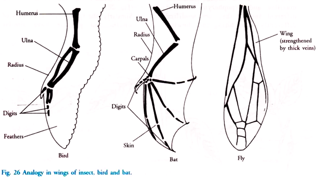 Analogy in Wings of Insect, Bird and Bat