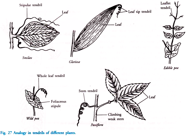 Analogy in Tendrils of Different Plants