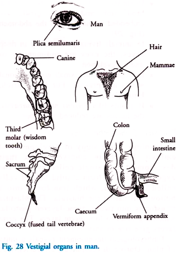 Vestigial Organs in Man