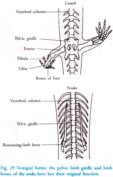 Vestigial Forms