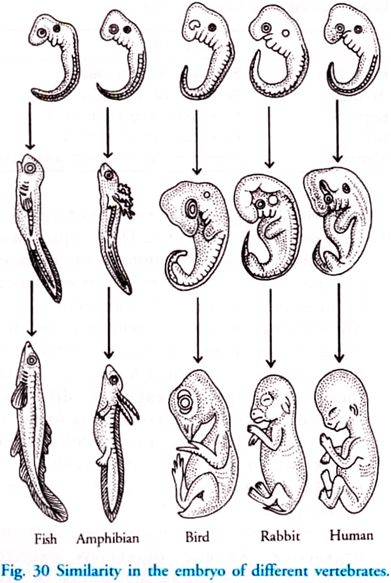 Similarity in the Embryo of Different Vertebrates