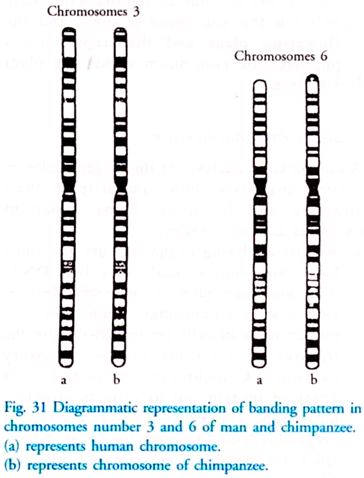 Banding Pattern in Chromosomes