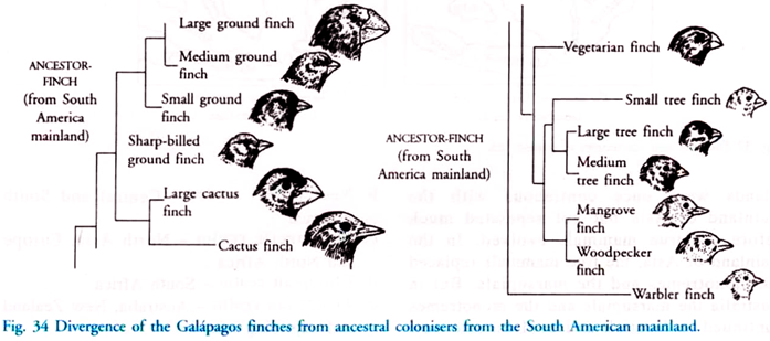 Divergence of the Galapagos Finches